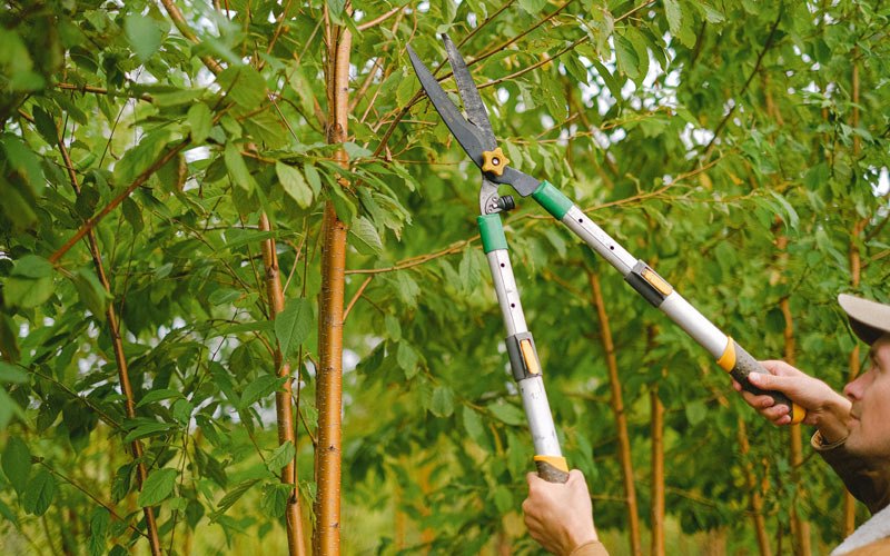 Tree trimming in Benkelman, NE